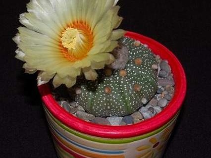 Ph Astrophytum asterias VitNat