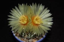 Ph Astrophytum asterias cv Super Kabuto1 VitNat