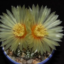 Ph Astrophytum asterias cv Super Kabuto1 VitNat