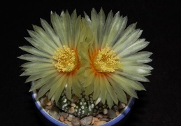 Ph Astrophytum asterias cv Super Kabuto1 VitNat