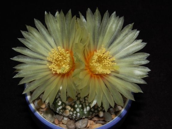 Ph Astrophytum asterias cv Super Kabuto1 VitNat