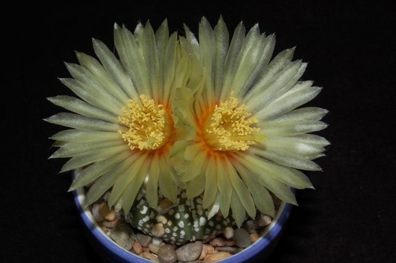 Ph Astrophytum asterias cv Super Kabuto1 VitNat