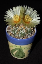 Ph Astrophytum asterias cv Super Kabuto VitNat