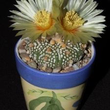 Ph Astrophytum asterias cv Super Kabuto VitNat