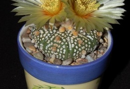 Ph Astrophytum asterias cv Super Kabuto VitNat