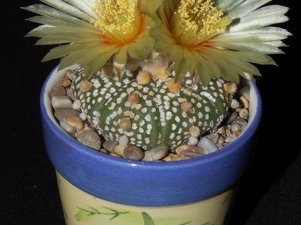 Ph Astrophytum asterias cv Super Kabuto VitNat