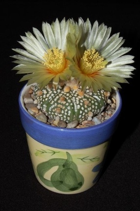 Ph Astrophytum asterias cv Super Kabuto VitNat