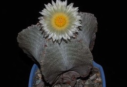 Ph Astrophytum myriostigma VitNat