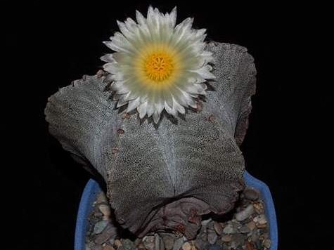 Ph Astrophytum myriostigma VitNat