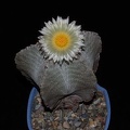 Ph Astrophytum myriostigma VitNat