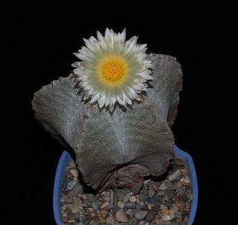 Ph Astrophytum myriostigma VitNat