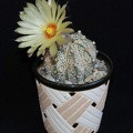 Ph Astrophytum niveum x asterias cv Superkabuto Moksa