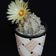 Ph Astrophytum niveum x asterias cv Superkabuto Moksa