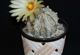 Ph Astrophytum niveum x asterias cv Superkabuto Moksa