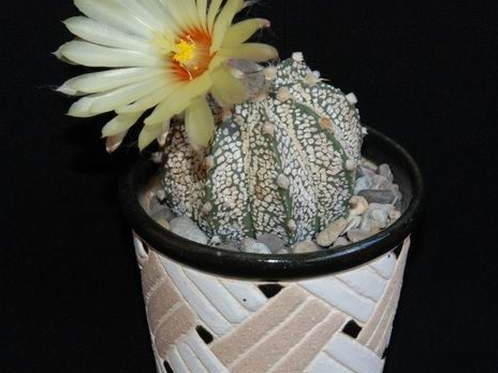 Ph Astrophytum niveum x asterias cv Superkabuto Moksa