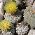 Astrophytum asterias cv. Super Kabuto