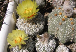 Astrophytum asterias cv. Super Kabuto