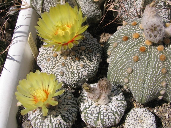 Astrophytum asterias cv. Super Kabuto