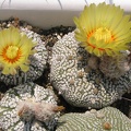 Astrophytum asterias cv. ‘Super Kabuto’