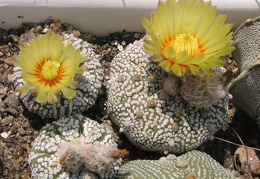 Astrophytum asterias cv. ‘Super Kabuto’