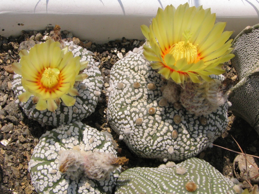 Astrophytum asterias cv. ‘Super Kabuto’