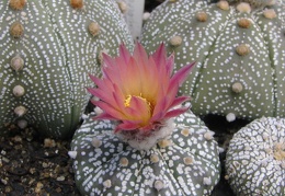 Astrophytum asterias cv. ‘Super Kabuto’