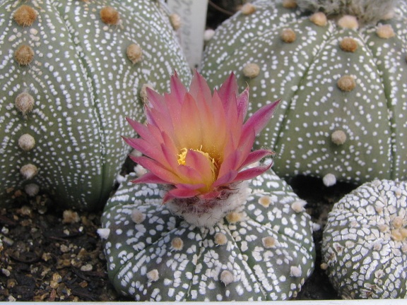 Astrophytum asterias cv. ‘Super Kabuto’