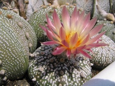 Astrophytum asterias cv. ‘Super Kabuto’
