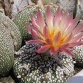 Astrophytum asterias cv. ‘Super Kabuto’