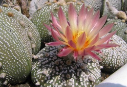 Astrophytum asterias cv. ‘Super Kabuto’