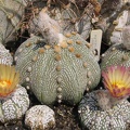 Astrophytum asterias cv. ‘Super Kabuto’