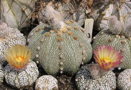 Astrophytum asterias cv. ‘Super Kabuto’