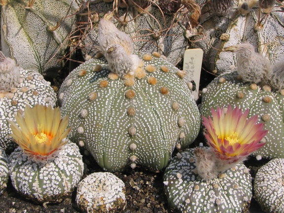 Astrophytum asterias cv. ‘Super Kabuto’