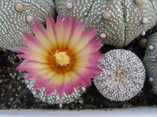 Astrophytum asterias cv. ‘Super Kabuto’