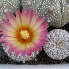 Astrophytum asterias cv. ‘Super Kabuto’