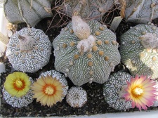 Astrophytum asterias cv. ‘Super Kabuto’