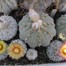 Astrophytum asterias cv. ‘Super Kabuto’