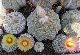 Astrophytum asterias cv. ‘Super Kabuto’