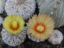 Astrophytum asterias cv. ‘Super Kabuto’