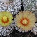 Astrophytum asterias cv. ‘Super Kabuto’