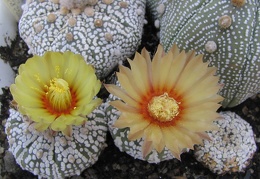 Astrophytum asterias cv. ‘Super Kabuto’