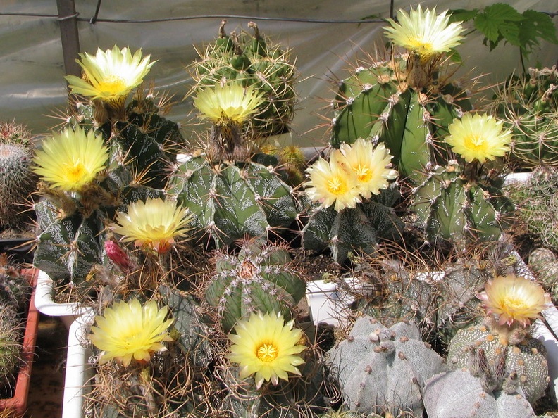 a astrophytum fl4