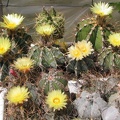 a_astrophytum_fl4.jpg