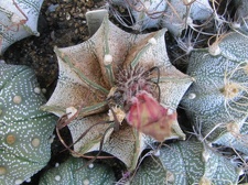 Astrophytum capricorne f. stachellos