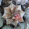 Astrophytum capricorne f. stachellos