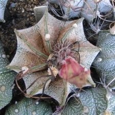 Astrophytum capricorne f. stachellos