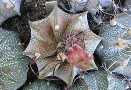 Astrophytum capricorne f. stachellos