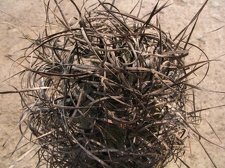 Astrophytum capricorne v. major