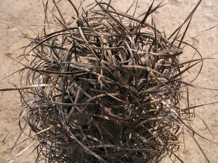 Astrophytum capricorne v. major