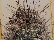 Astrophytum capricorne v.major